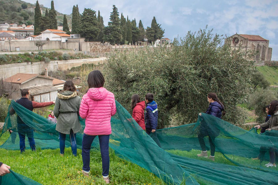 Passing on the Passion for Olive Oil - Kids participating in harvest
