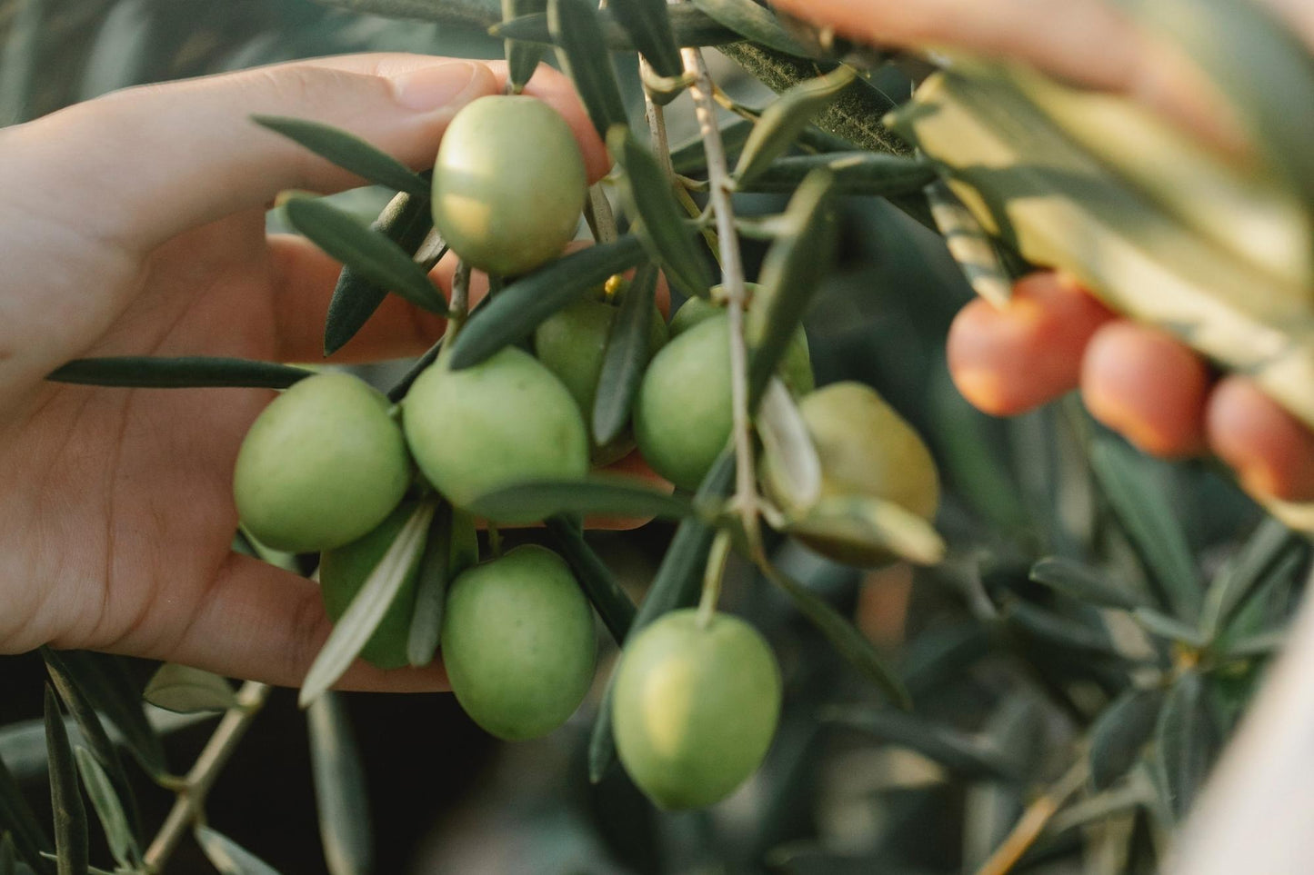 Olioveto: The Harvest – Exquisite Olive Oil in the Making