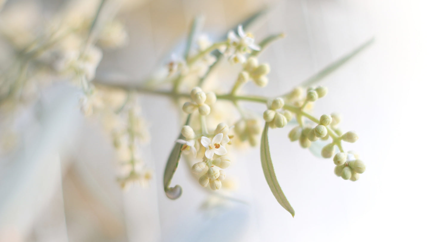 Photo of olive flowers